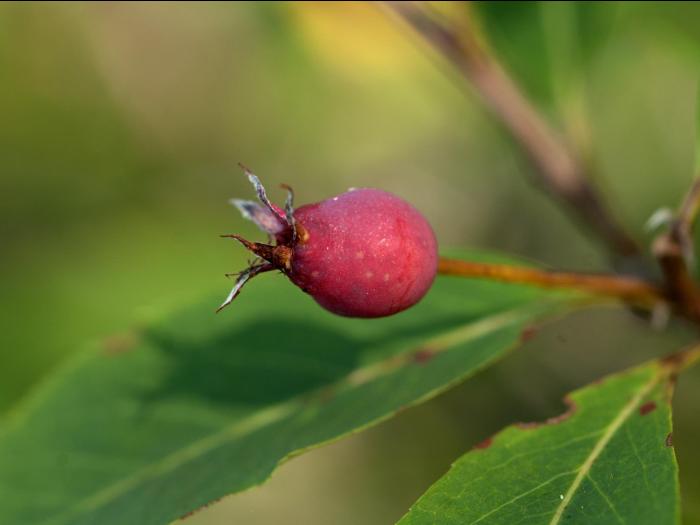 Amélanchier de Bartram(Amelanchier bartramiana)_4
