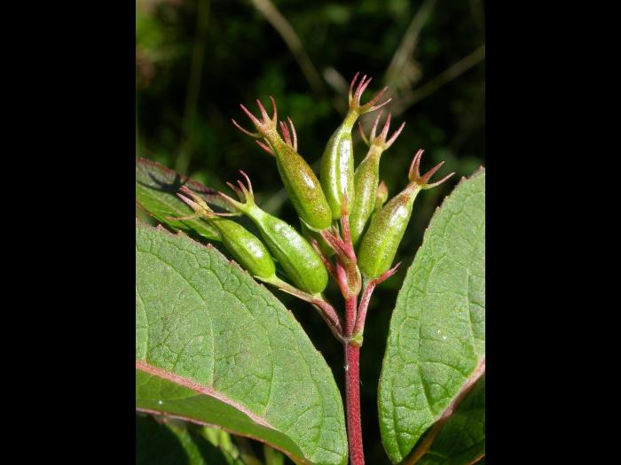 Dièreville chèvrefeuille(Diervilla lonicera)_1