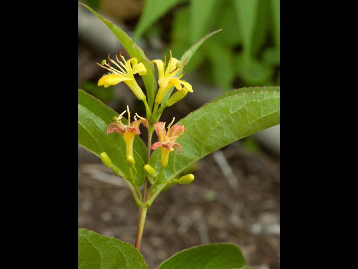 Dièreville chèvrefeuille(Diervilla lonicera)_5