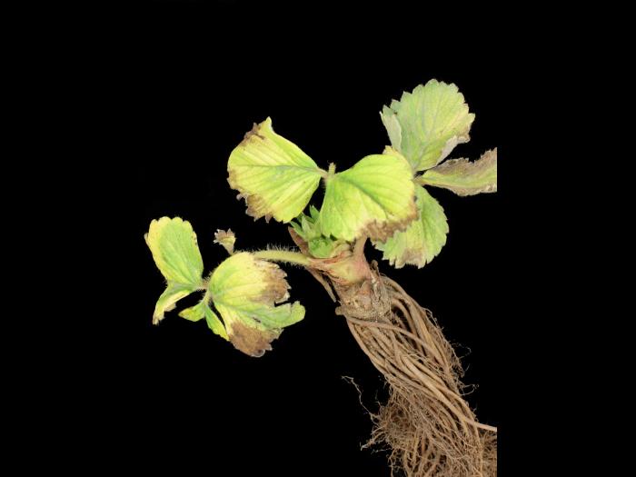 Fraise - mésotrione (27)_2