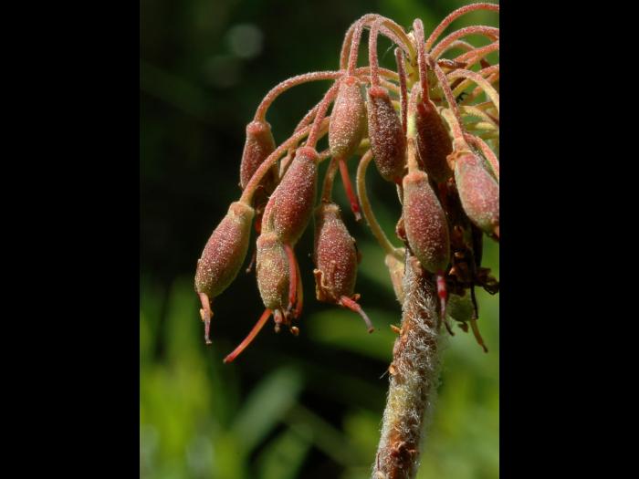 Thé du Labrador(Rhododendron groenlandicum)_7
