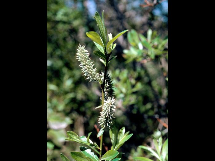 Saule humble (Salix humilis)_4