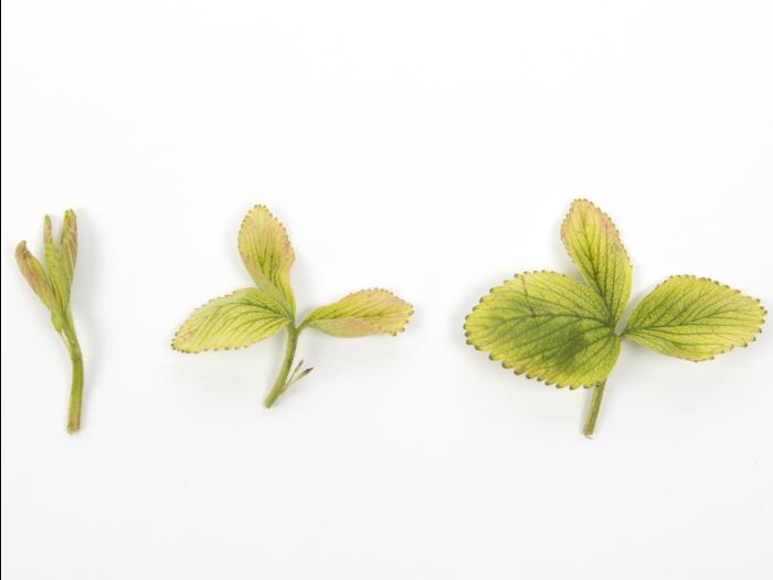 Fraise - glyphosate (9)_15