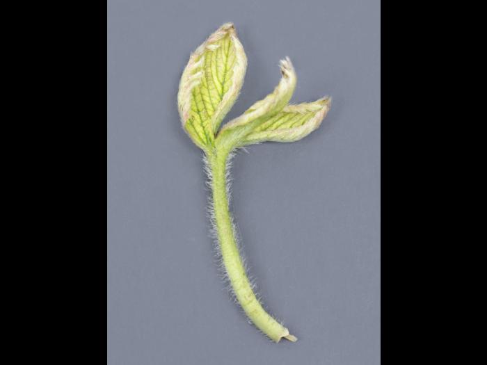 Fraise - glyphosate (9)_17