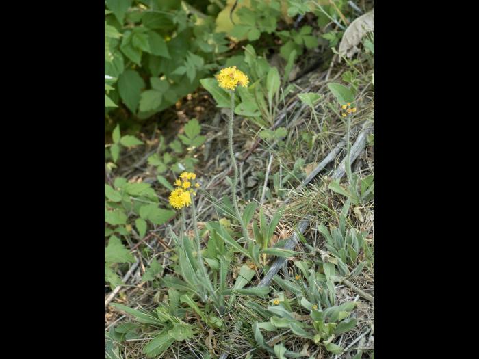 Épervière prés(Pilosella caespitosa)_9