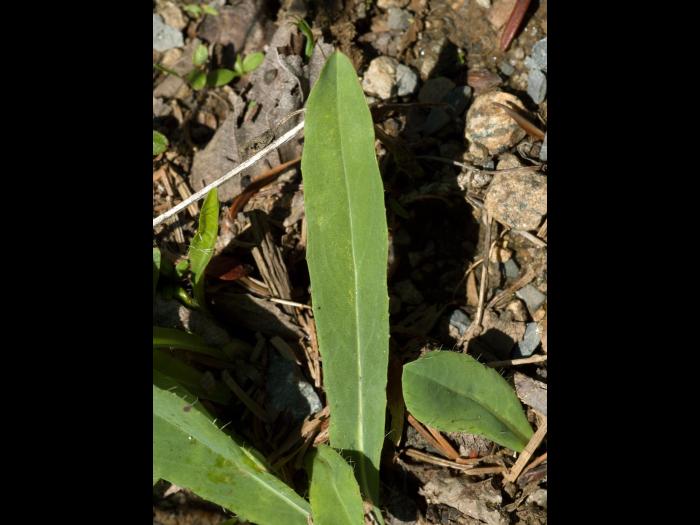 Épervière fleurs nombreuses(Pilosella x floribunda)_3