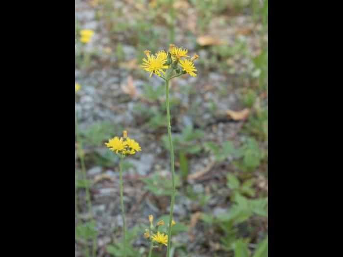 Épervière fleurs nombreuses(Pilosella x floribunda)_5