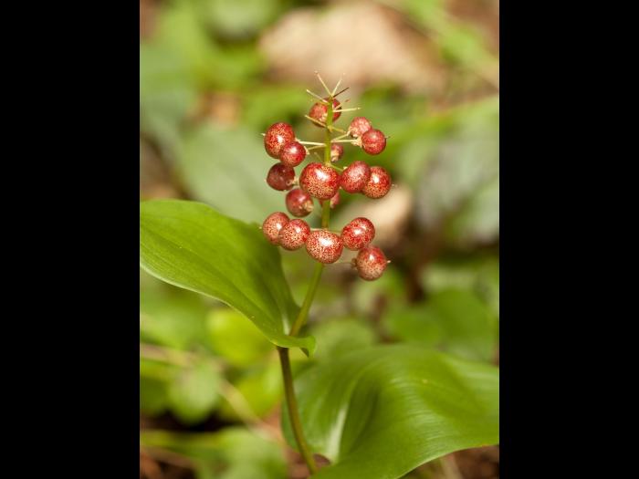 Maianthème Canada (Maianthemum canadense)_4