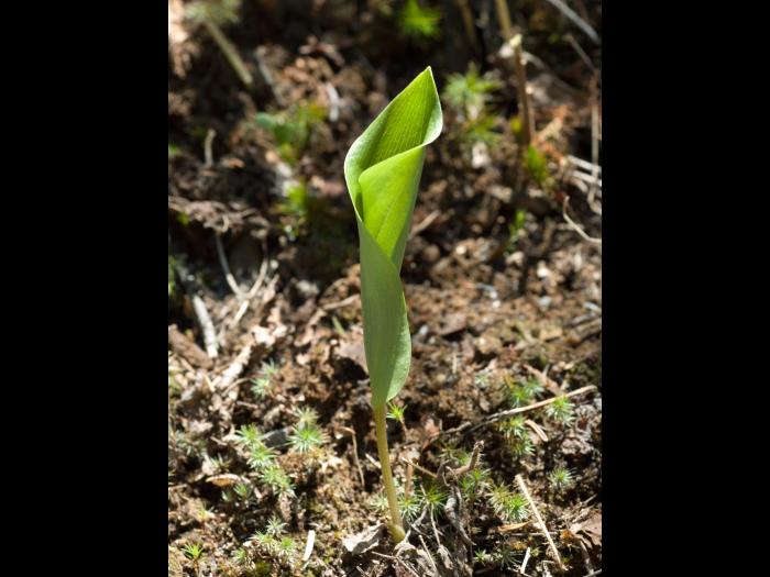 Maianthème Canada (Maianthemum canadense)_8