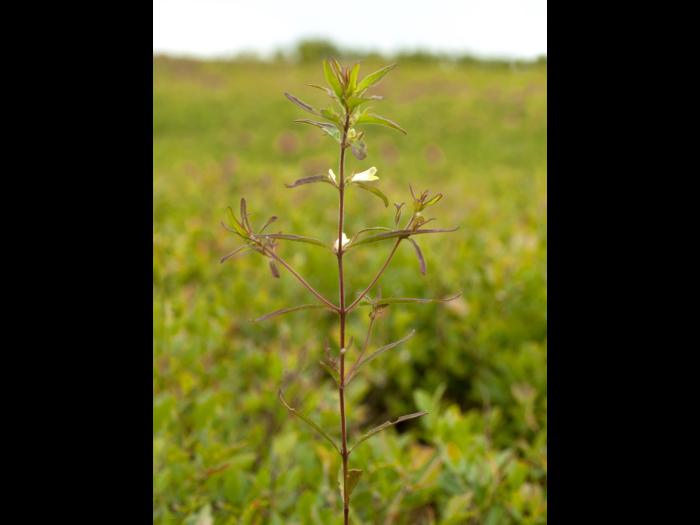 Mélampyre linéaire (Melampyrum lineare)_1