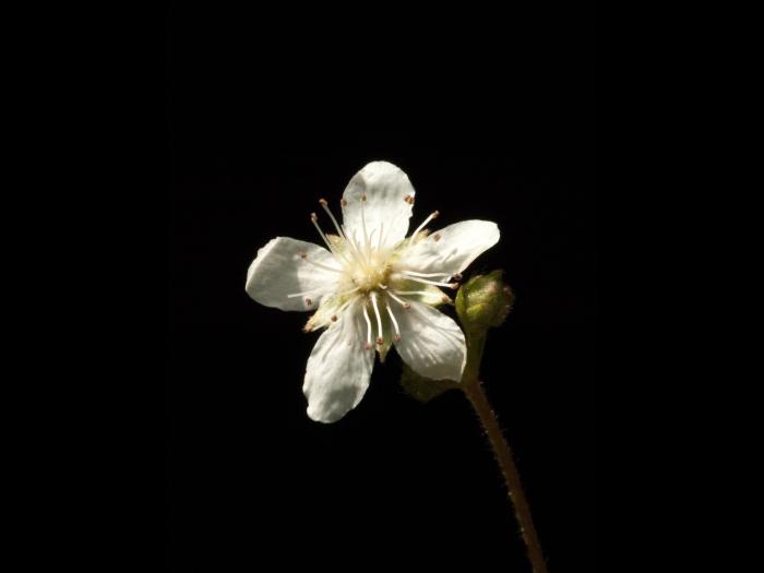 Potentille tridentée (Potentilla tridentata)_2