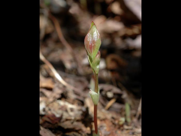 Quatre temps (Cornus canadensis)_3