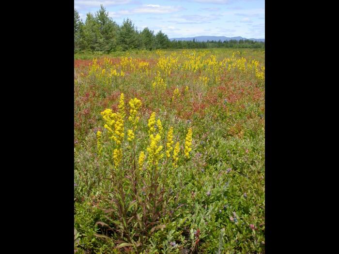 Verge d'or pubérulente(Solidago puberula)_1