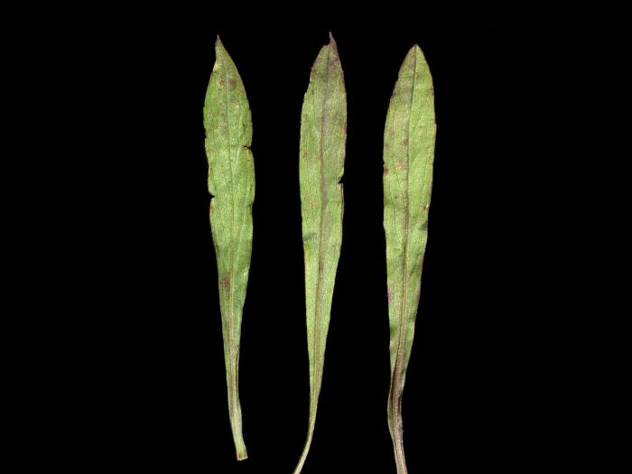 Verge d'or pubérulente(Solidago puberula)_3