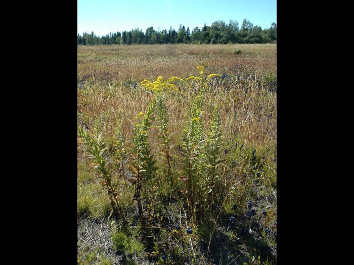 Verge d'or rugueuse(Solidago rugosa)_3