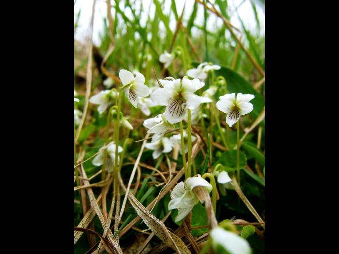 Violette Macloskey(Viola Macloskeyi)_1