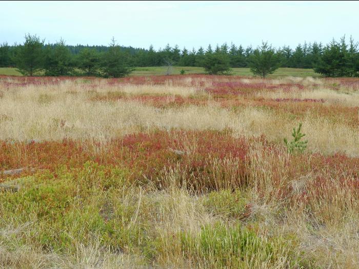 Danthonie épi(Danthonia spicata)_8