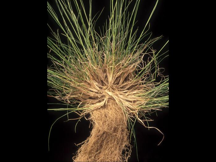 Danthonie épi(Danthonia spicata)_9