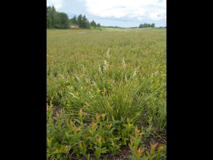 Oryzopsis piquant (Piptatheropsis pungens)_2