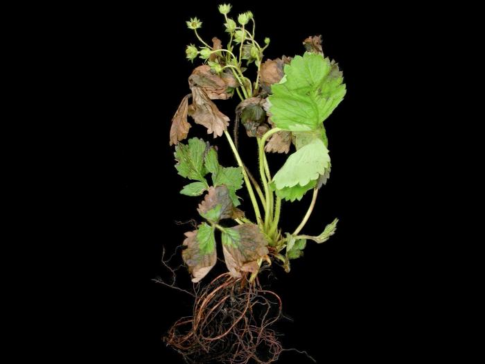 Fraise - terbacil (5)_9