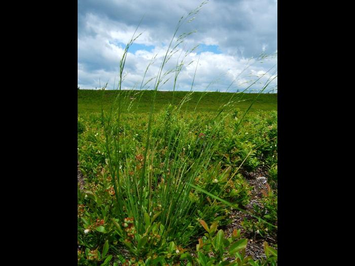 Oryzopsis Canada (Piptatheropsis canadensis)_2