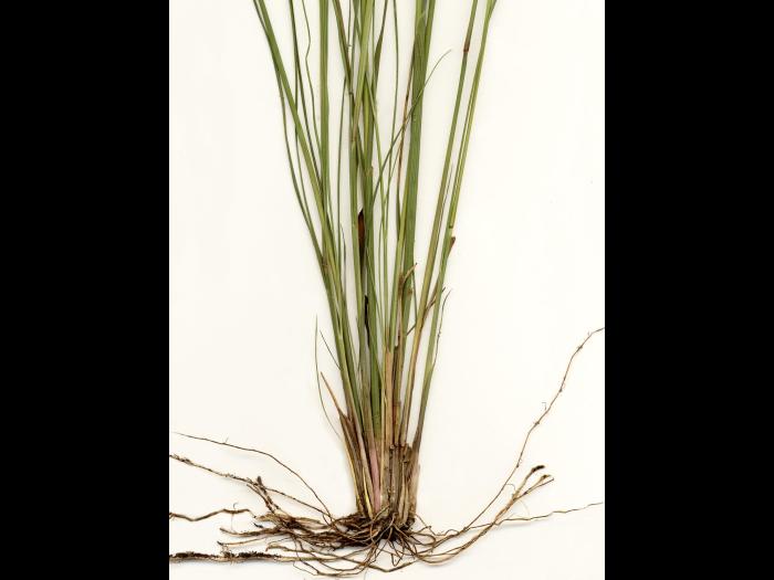 Oryzopsis Canada (Piptatheropsis canadensis)_4