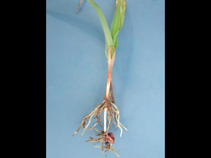 Maïs grain et fourrager - diméthénamide-P (15)_6