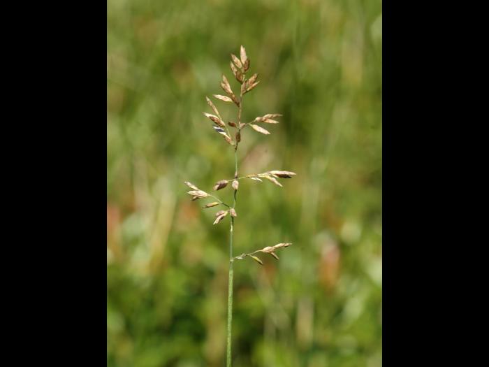 Pâturin comprimé (Poa compressa)_2