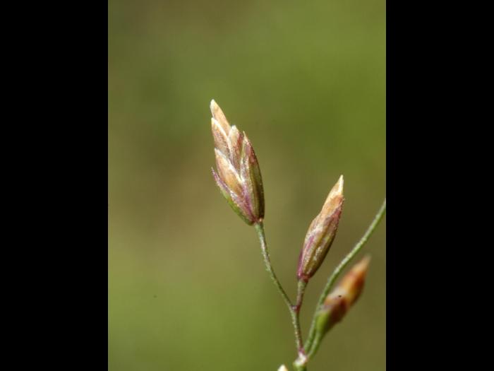 Pâturin comprimé (Poa compressa)_3