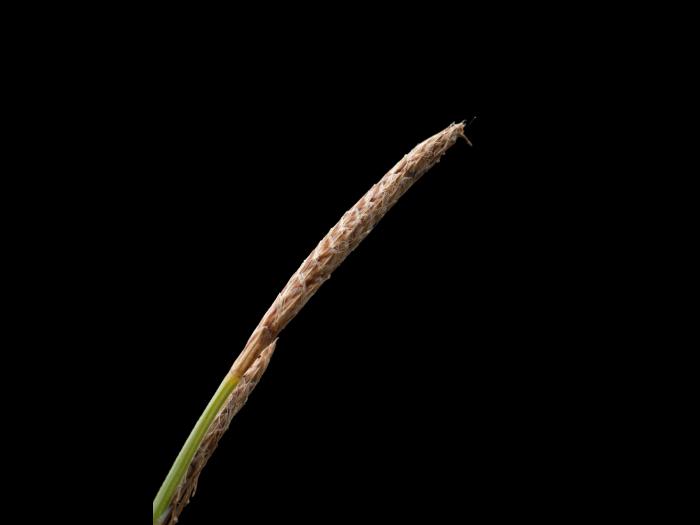 Carex Houghton(Carex houghtoniana)_4