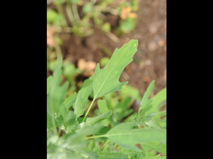 Chénopode feuilles figuier(Chenopodium ficifolium)_13