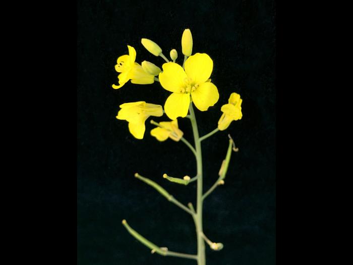 Canola(Brassica napus)_12