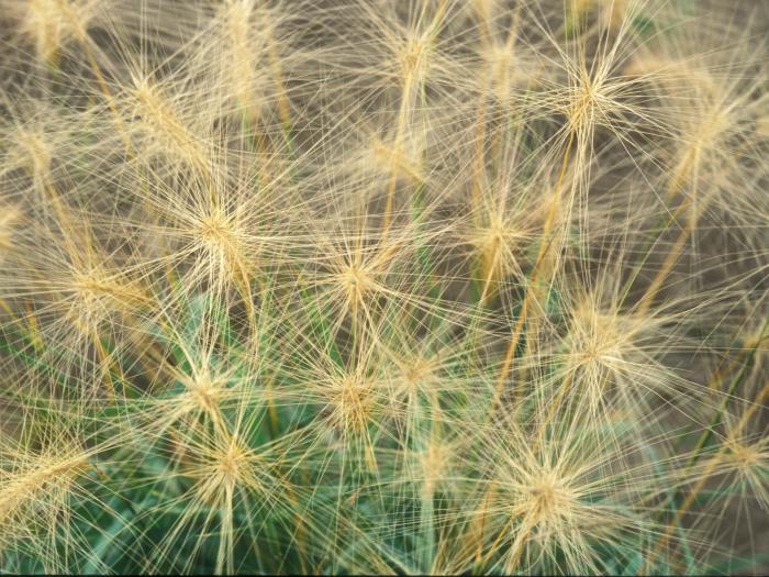 Orge queue-écureuil (Hordeum jubatum)_6