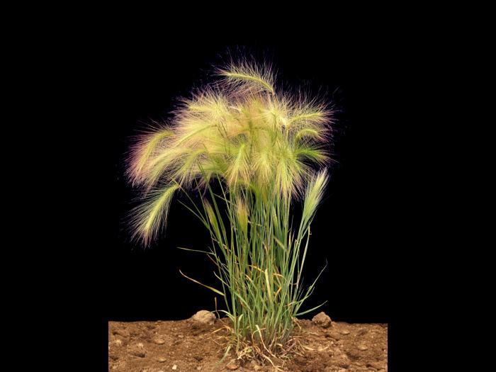 Orge queue-écureuil (Hordeum jubatum)_7