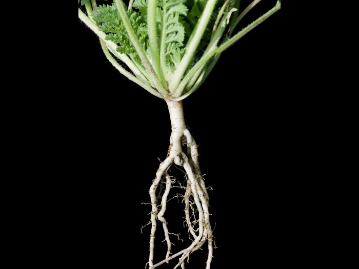 Érodium cicutaire (Erodium cicutarium)_4