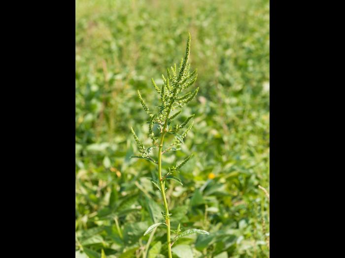Amarante tuberculée(Amaranthus tuberculatus)_17