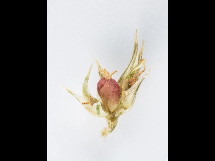 Amarante tuberculée(Amaranthus tuberculatus)_35