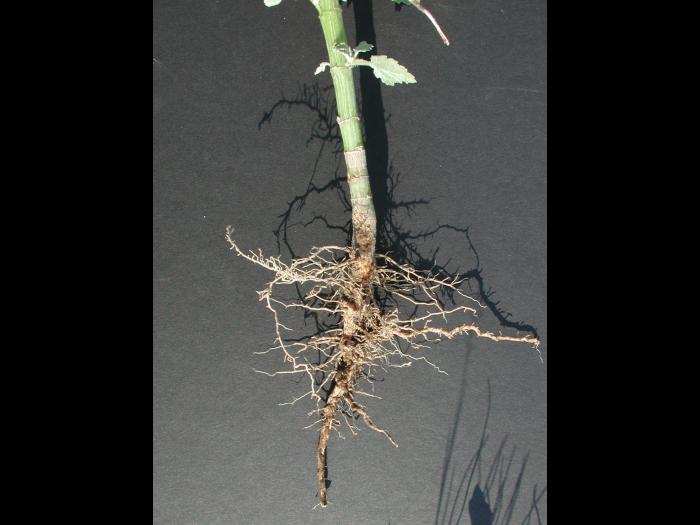 Ive feuilles lampourde (Cyclachaena xanthiifolia)_3