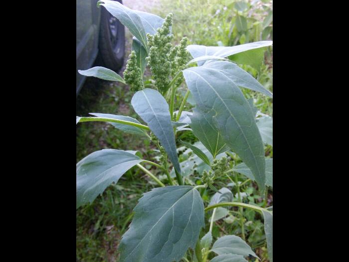 Ive feuilles lampourde (Cyclachaena xanthiifolia)_11