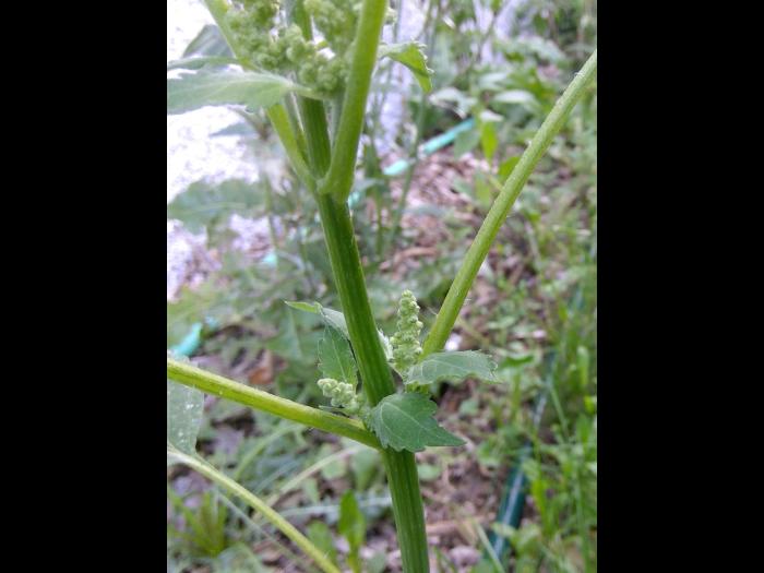 Ive feuilles lampourde (Cyclachaena xanthiifolia)_13