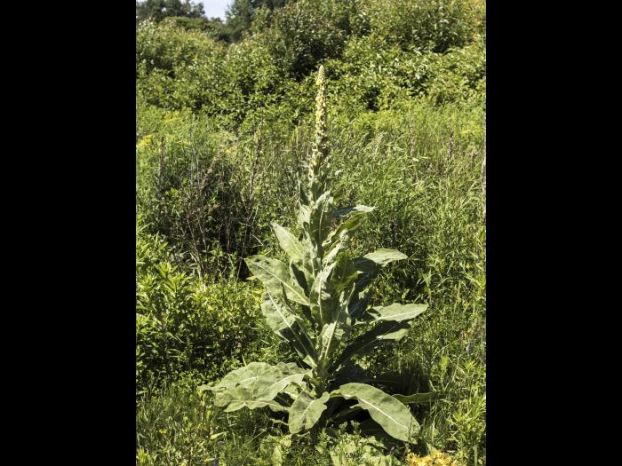 Grande molène (Verbascum thapsus)_18
