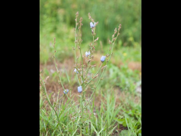 Chicorée sauvage(Cichorium intybus)_5