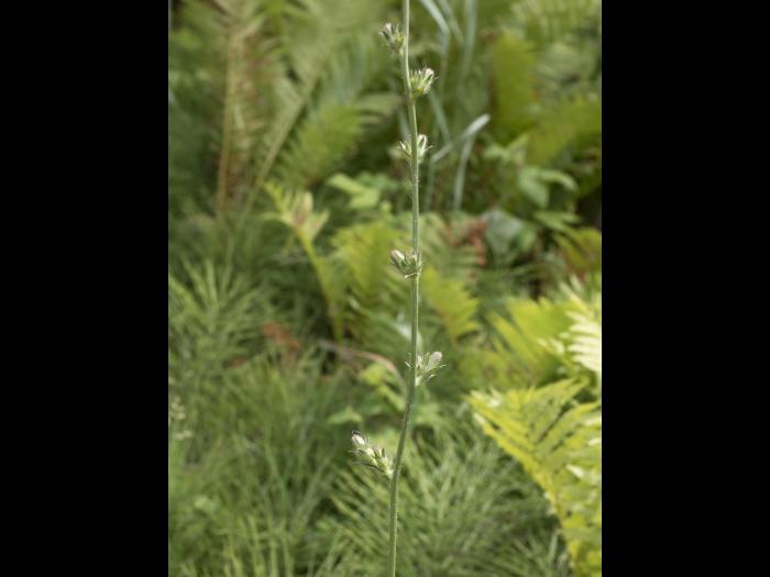 Chicorée sauvage(Cichorium intybus)_8