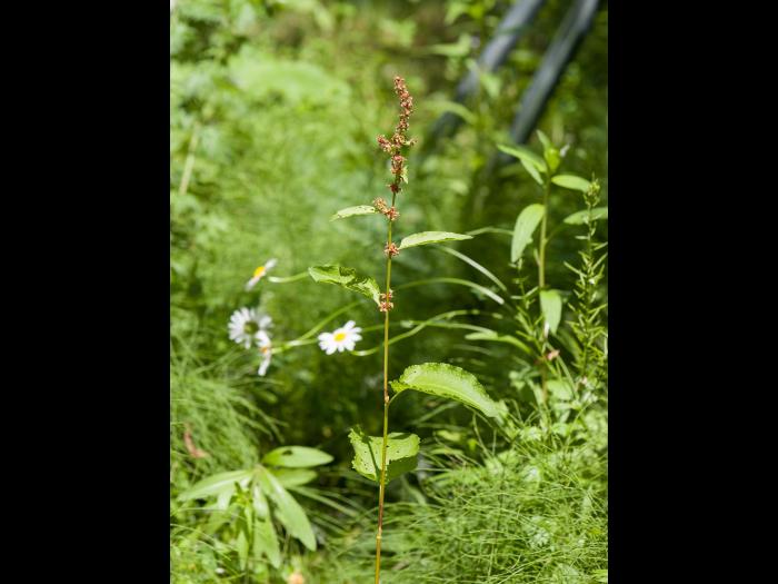 Patiente feuilles obtuses (Rumex obtusifolius)_5