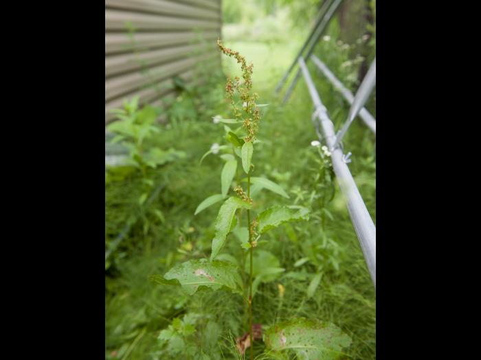 Patiente feuilles obtuses (Rumex obtusifolius)_9