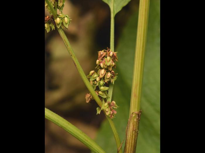 Patiente feuilles obtuses (Rumex obtusifolius)_12