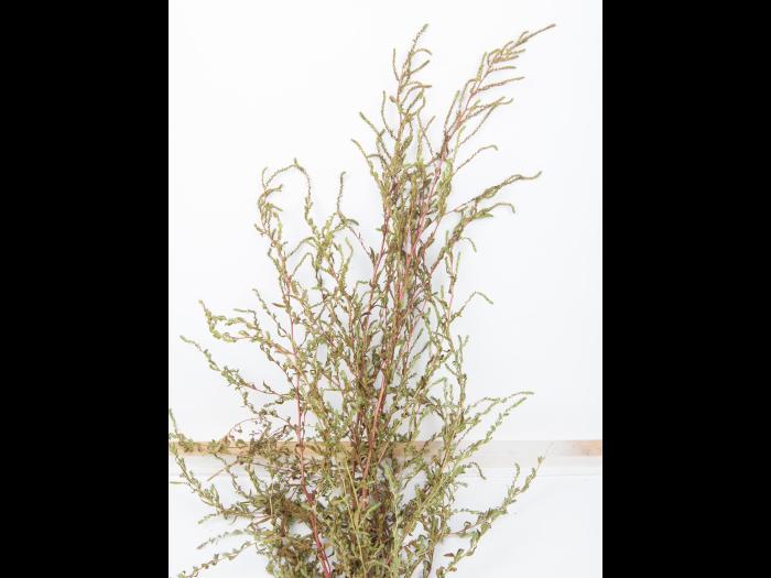 Kochia balais (Bassia scoparia)_3