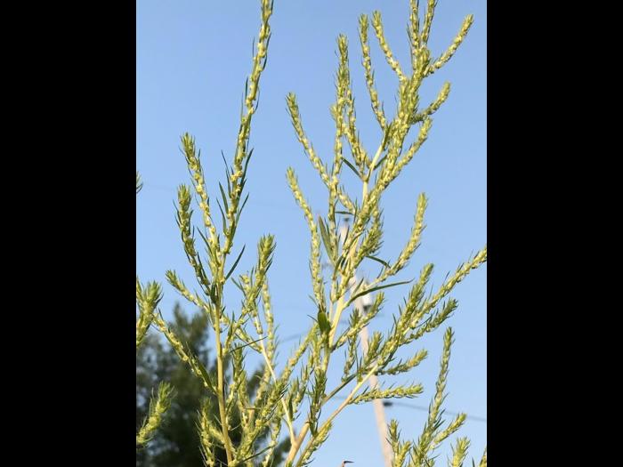 Kochia balais (Bassia scoparia)_8