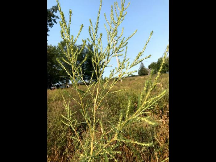 Kochia balais (Bassia scoparia)_10