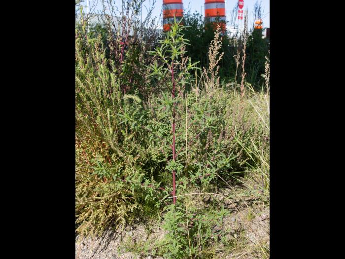 Kochia balais (Bassia scoparia)_17